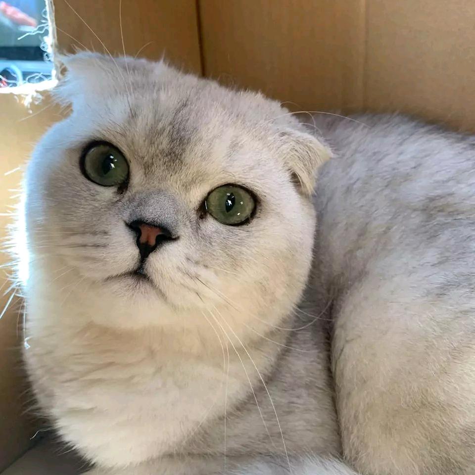 蹦