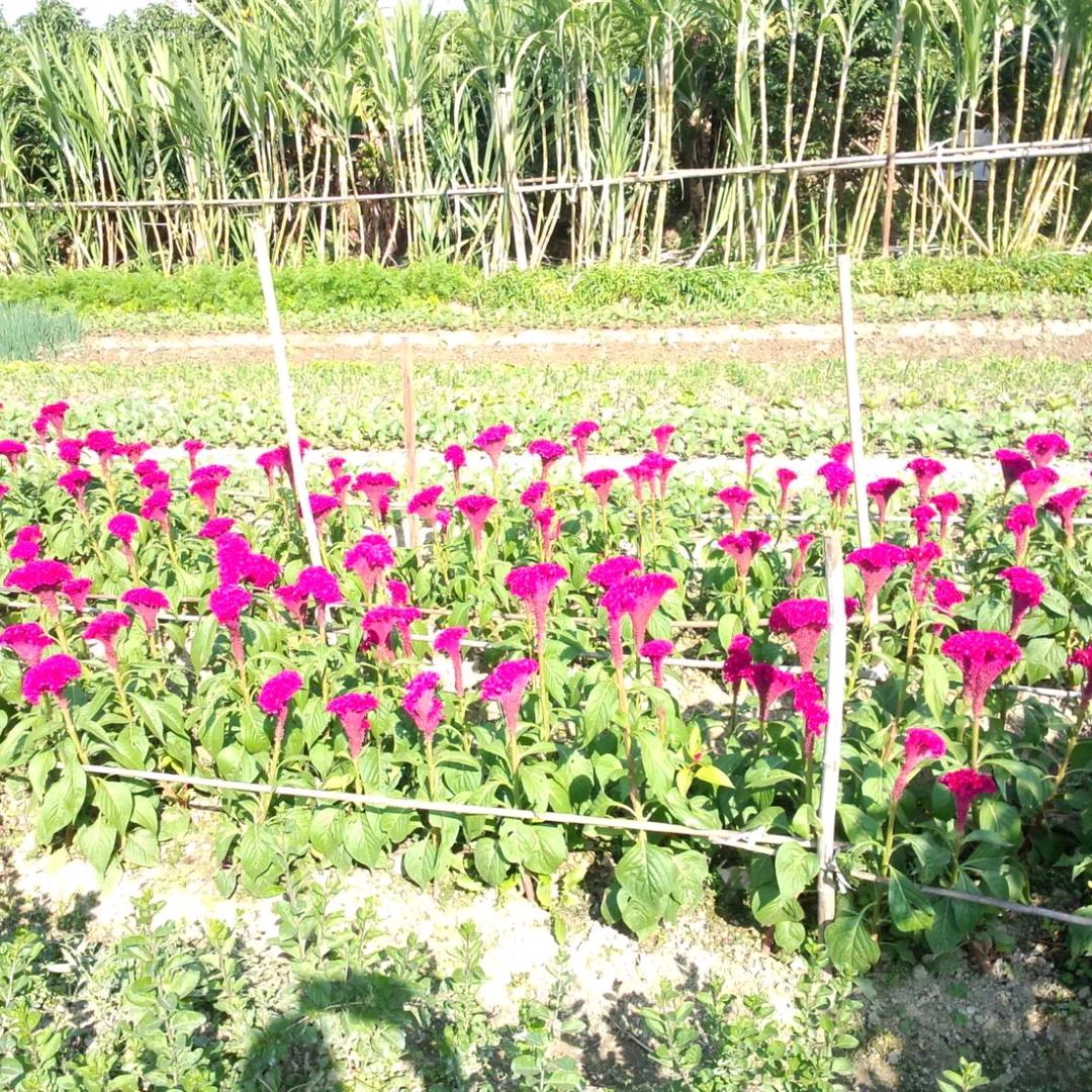樱花泪