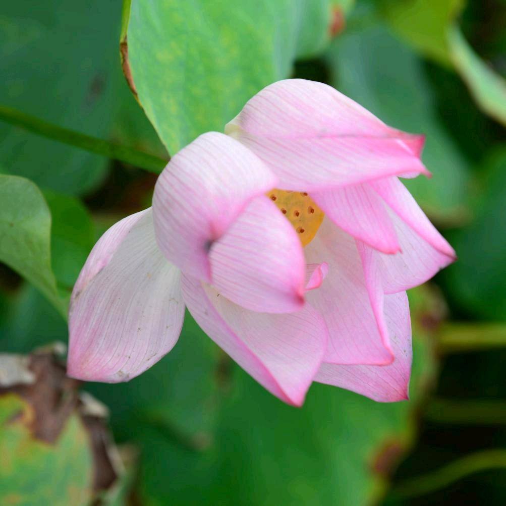 清华鲲鹏（原创摄影）