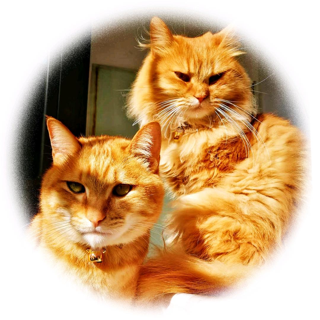 嘿！两只老虎🐯🐯