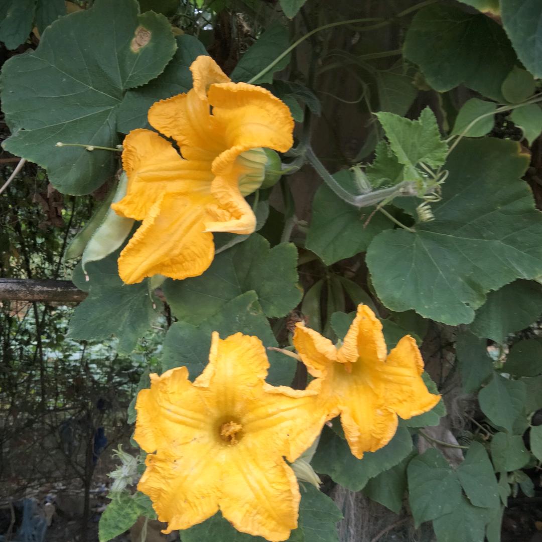 我是小果果