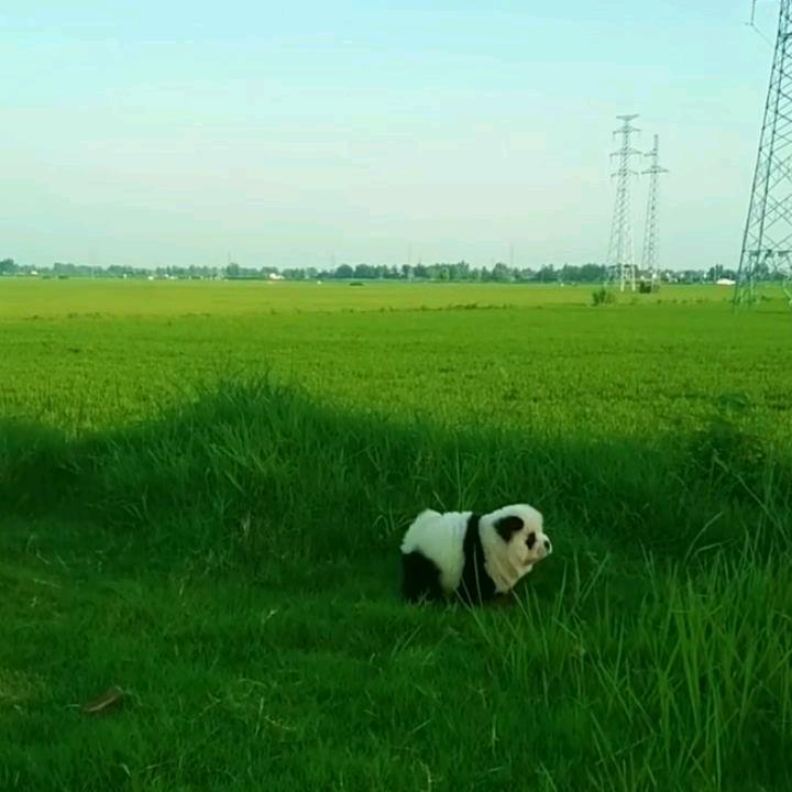 小旺仔，