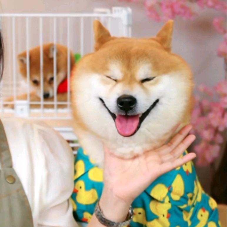 铁岭佳姐柴犬