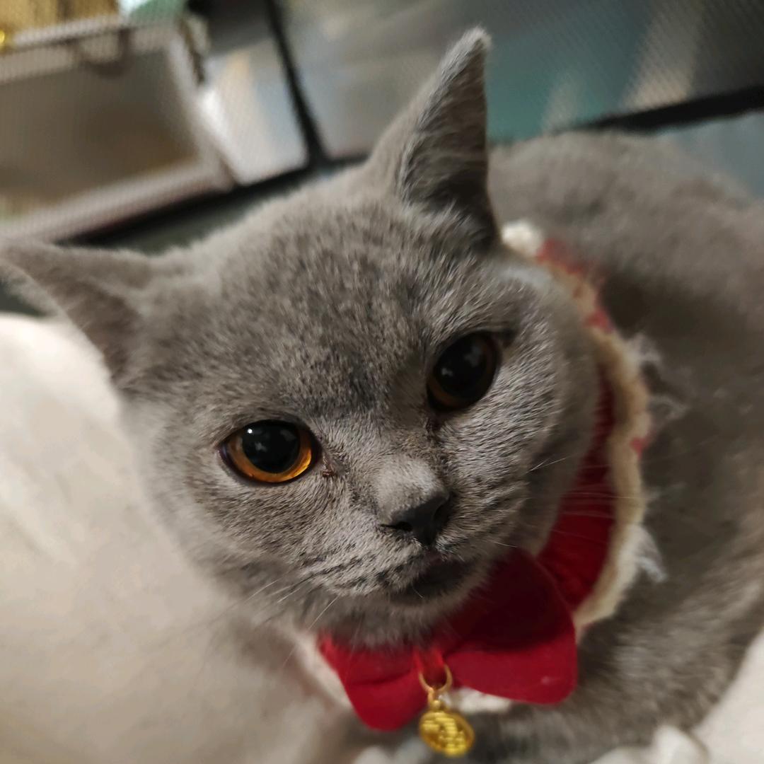 原来汤圆是只猫🐱