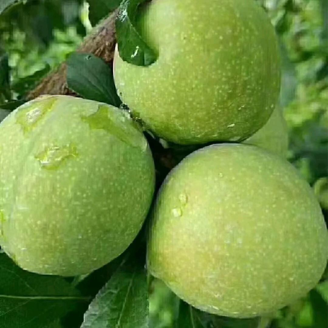 我的她