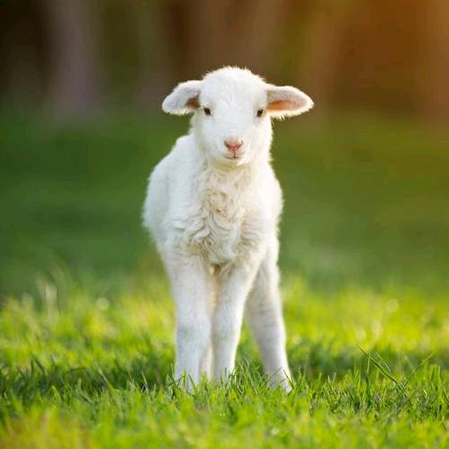 牧羊人🐑🐑🐑……富婆在线