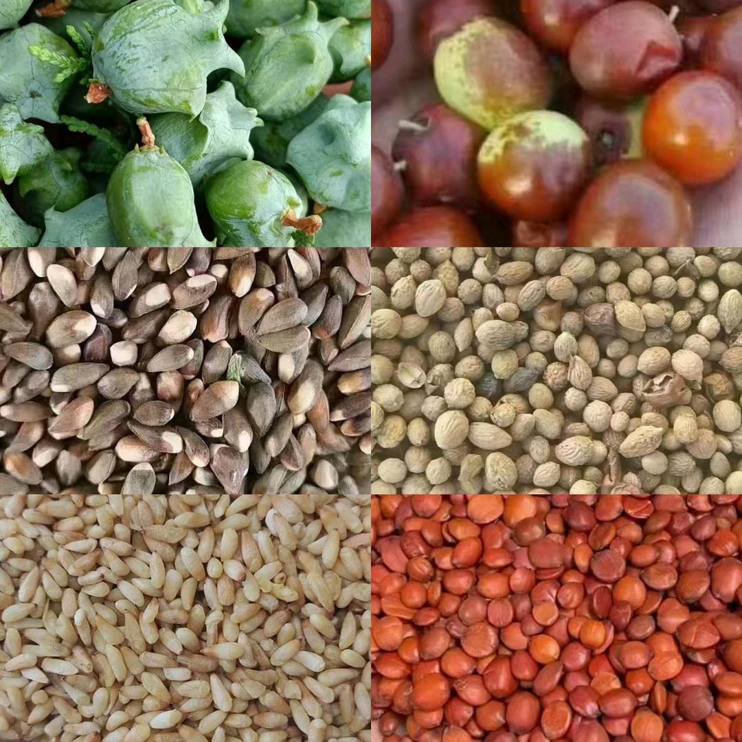 正颐 柏子仁酸枣仁