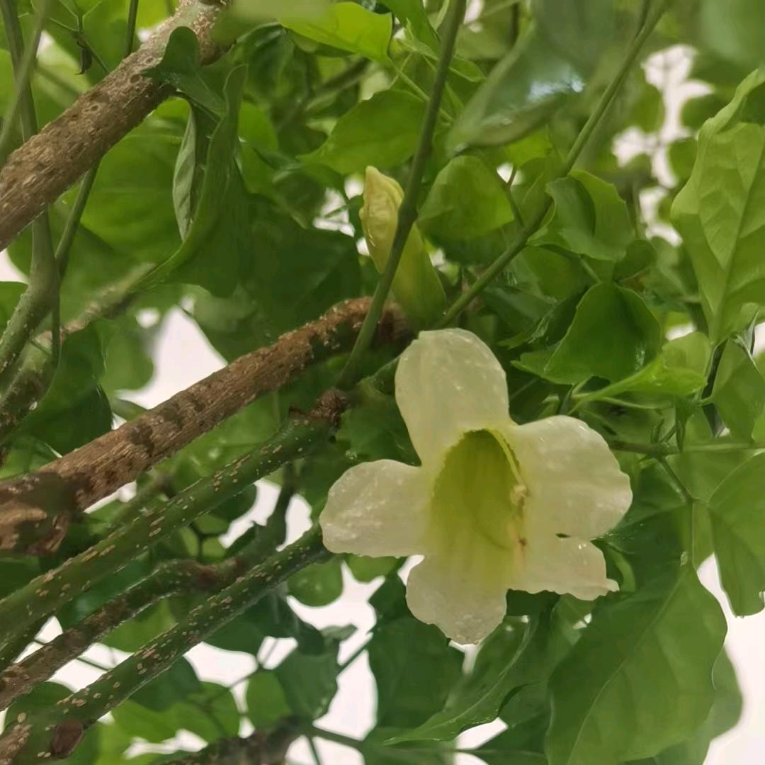 王重生