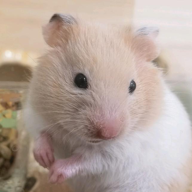 尼古拉斯·纯情·天真·好男人·阿龙