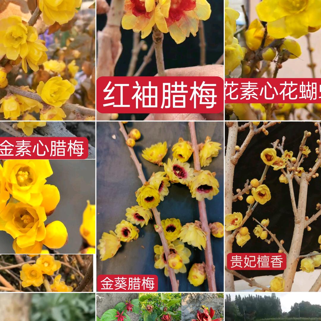 素心腊梅基地