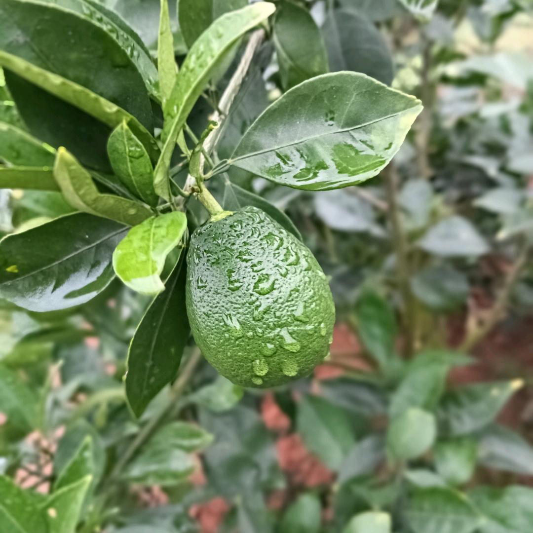 陈三爷