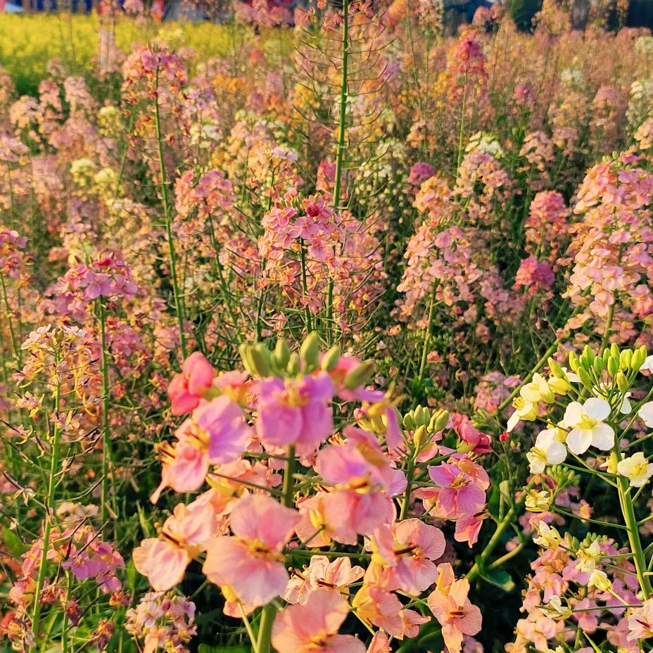 ⭐星星和月亮🌙