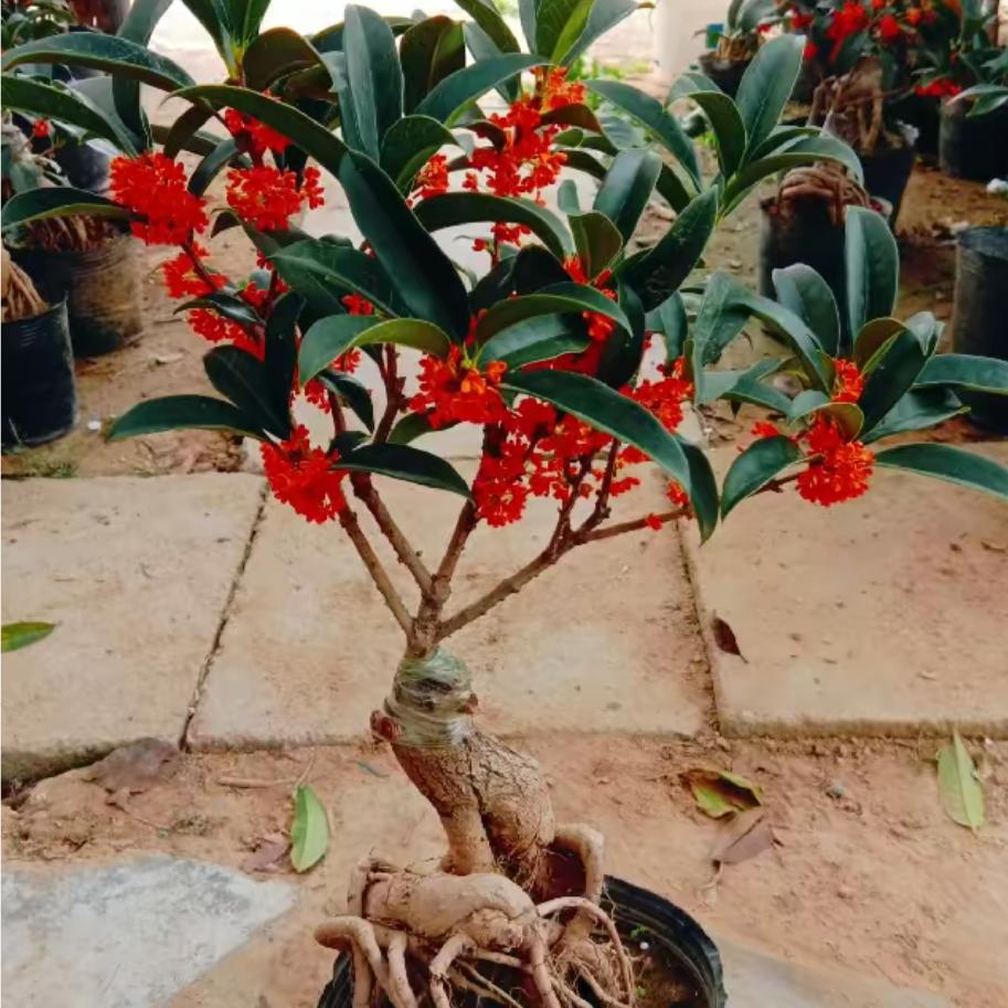 小林桂花