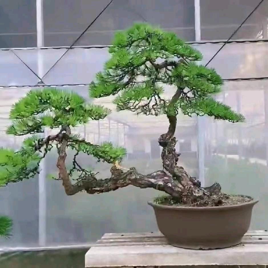 苏州环保苗木造型师