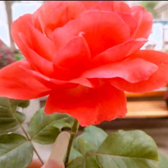 怎么开心~怎么活