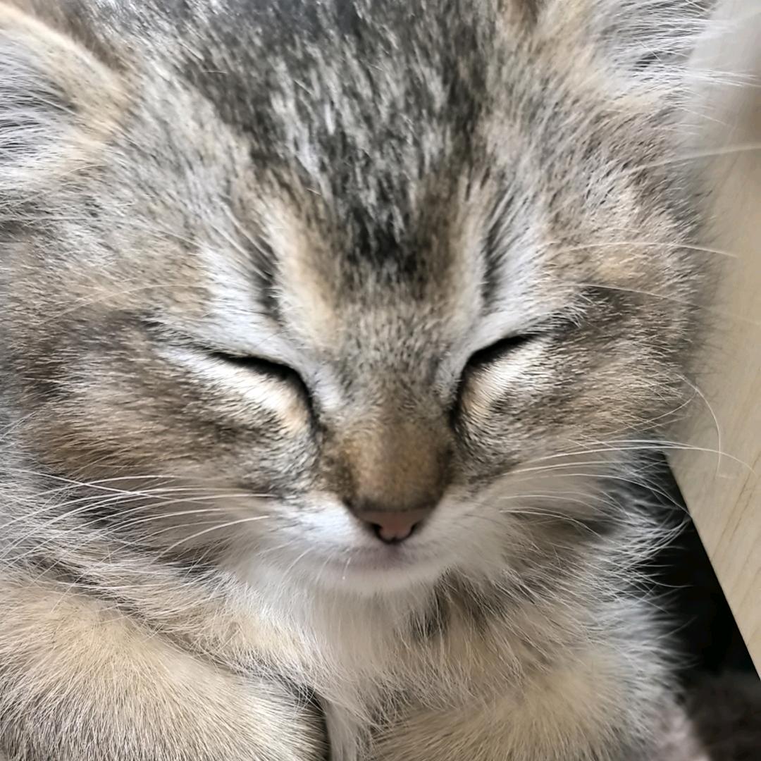 夕夕