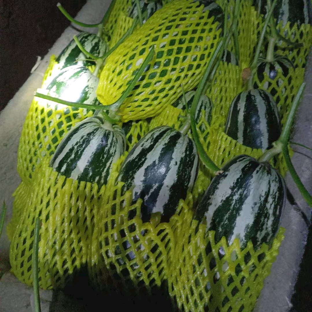 小夏种苗