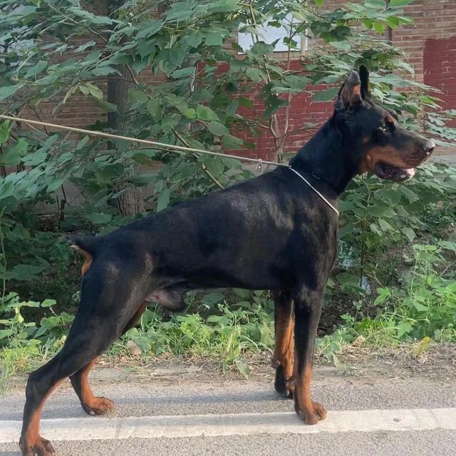 腾狮犬业