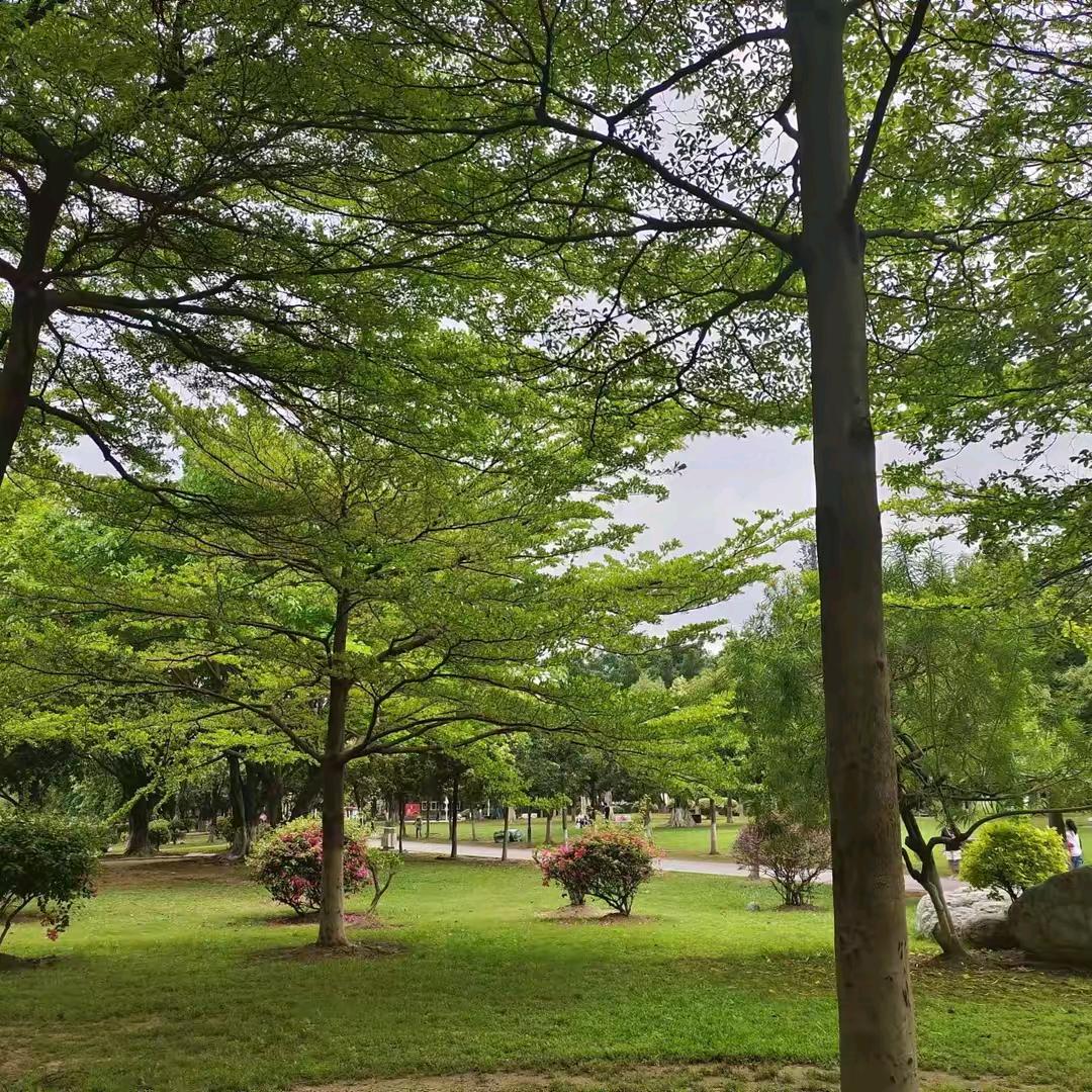 小号山歌（小号）