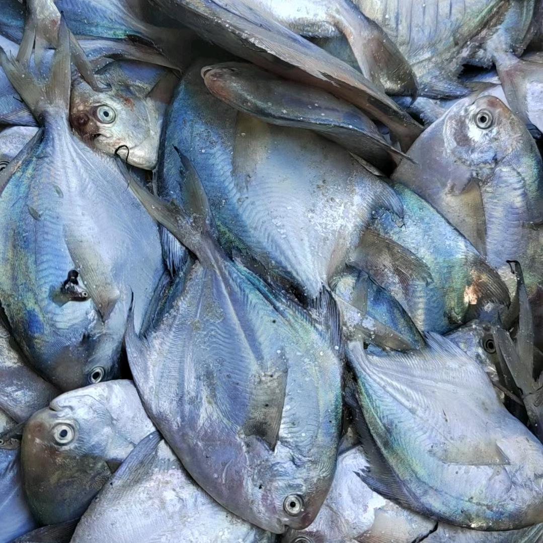 海天