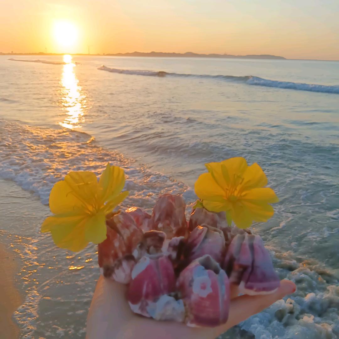 木槿花🌸花花🌸