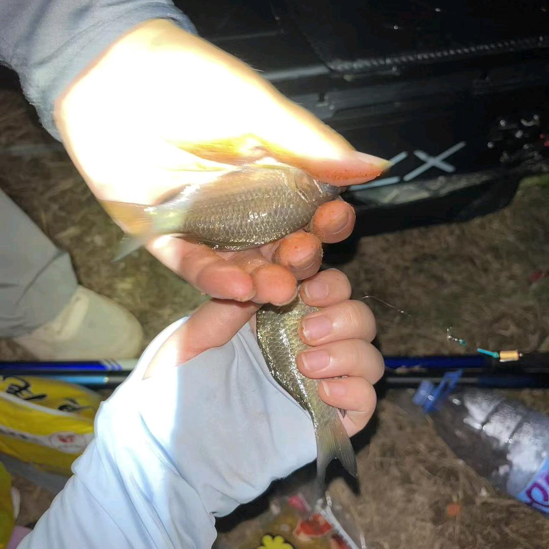 西格玛男人想钓草鱼ૢ