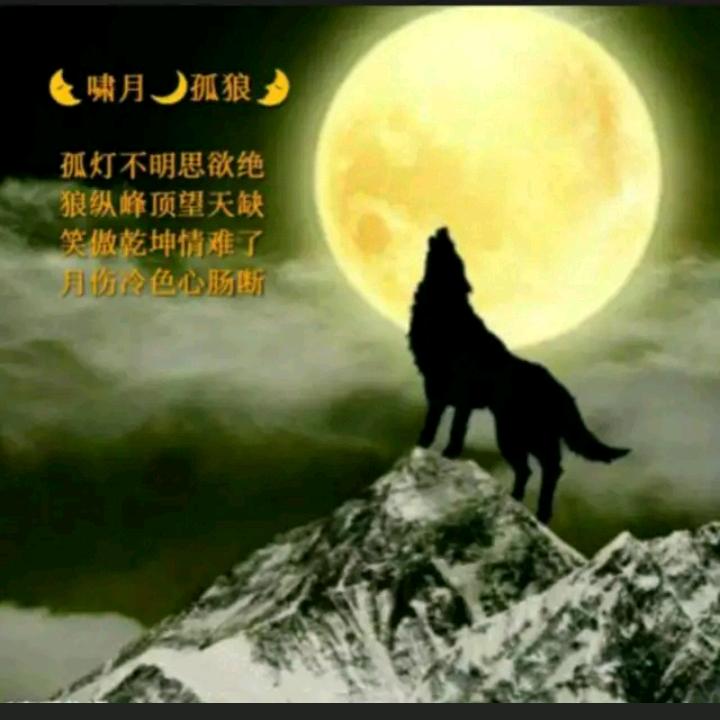 ㅤㅤㅤㅤㅤ啸月孤狼