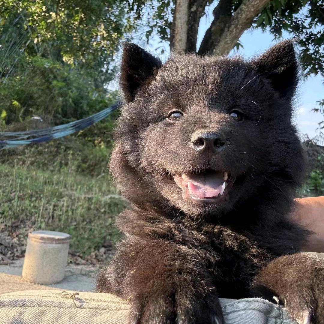 五黑狗狗基地（买🐶嘶聊）
