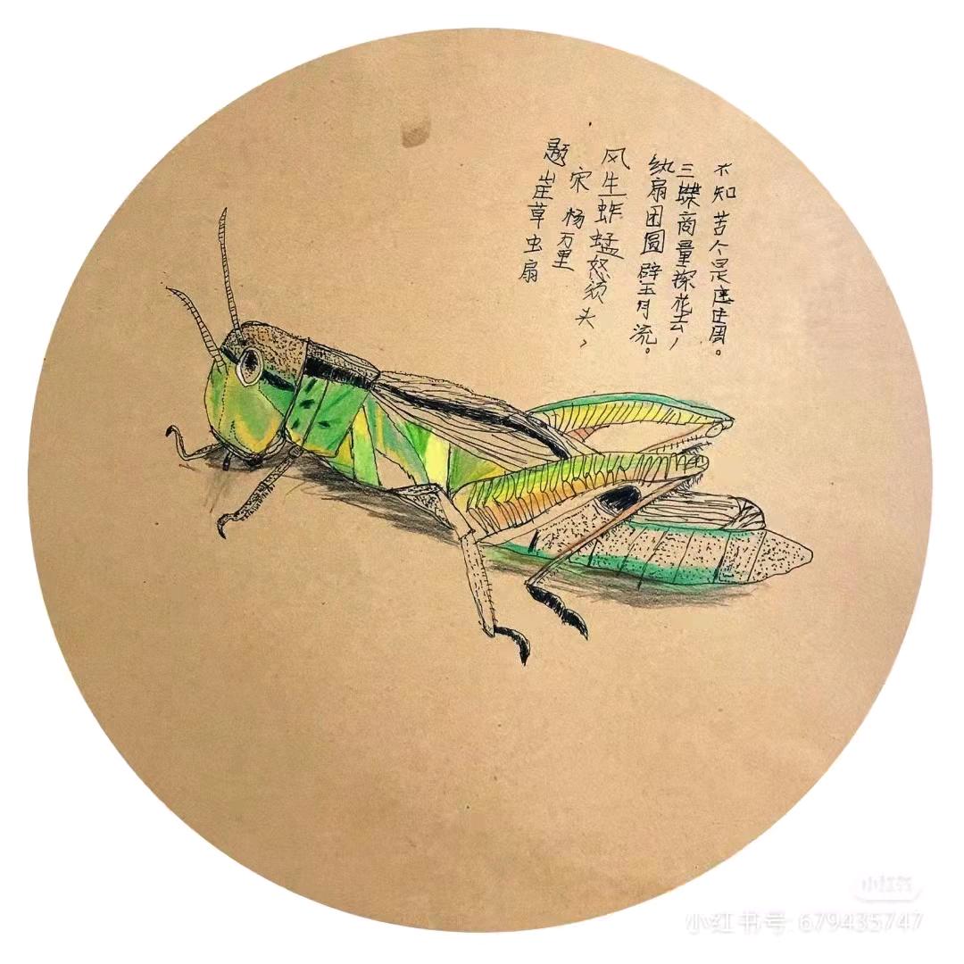 菏泽百川蚂蚱养殖