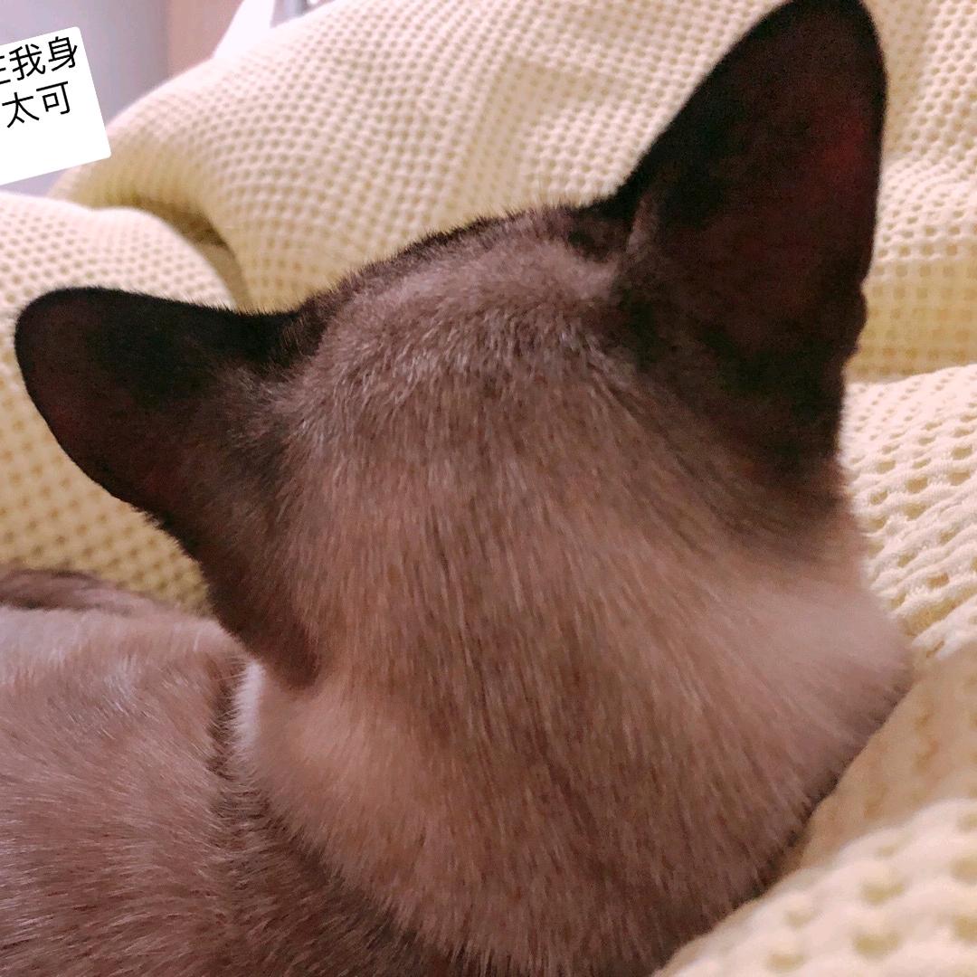 福来Day