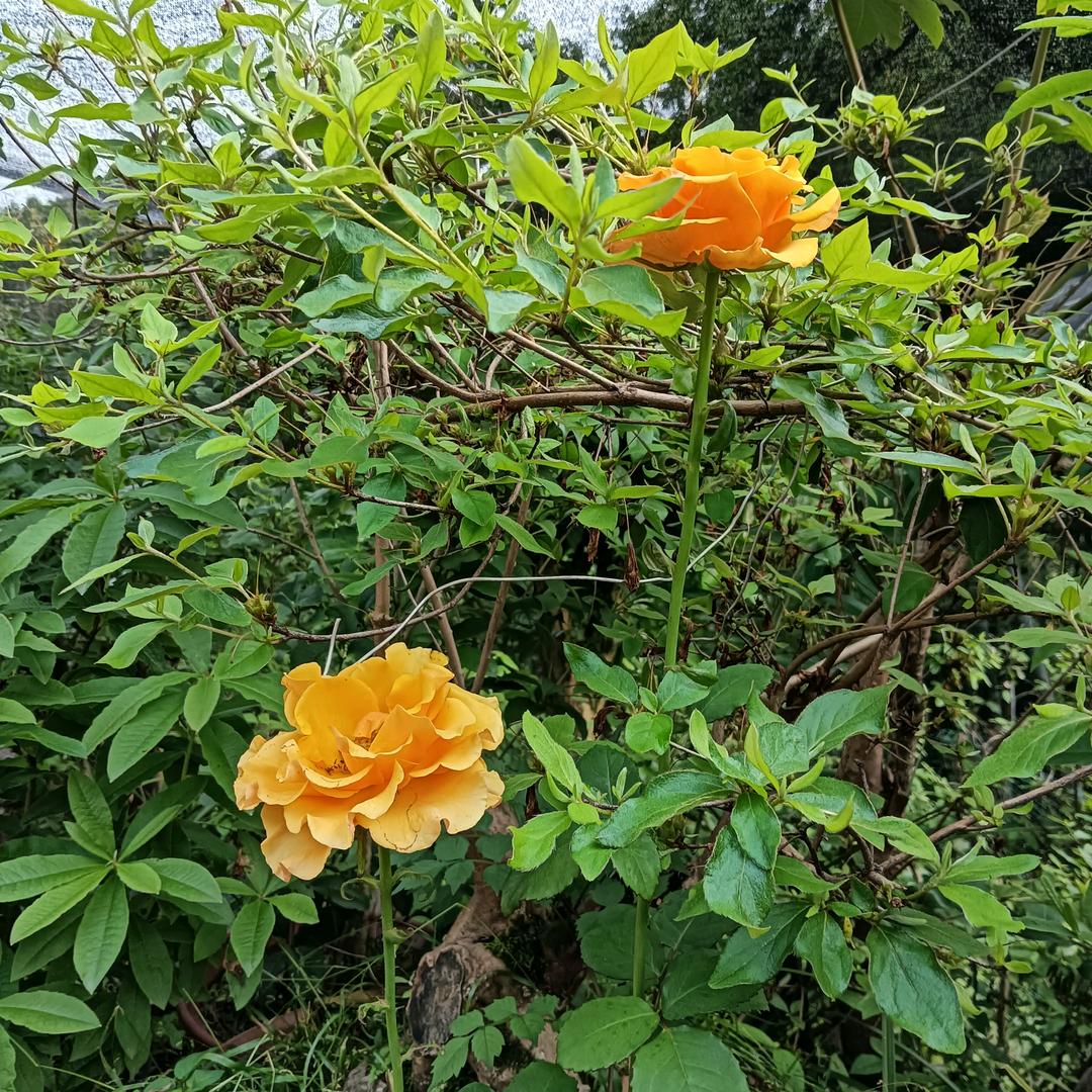 痘姆乡高山雾里茶庄