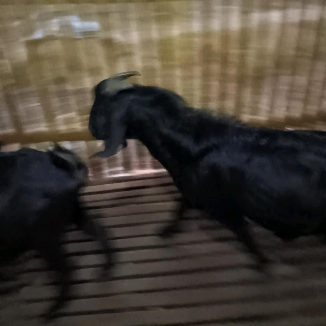 曾哥养殖