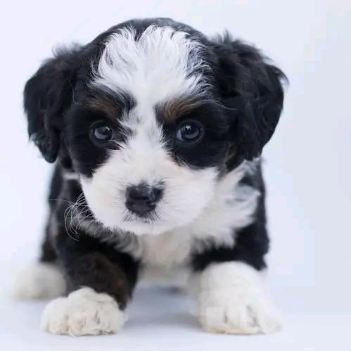 朴实无华小奶狗🐶
