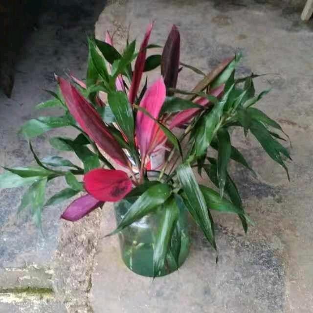 富贵竹-