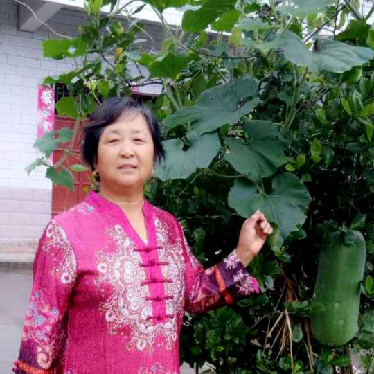 阳光奶奶