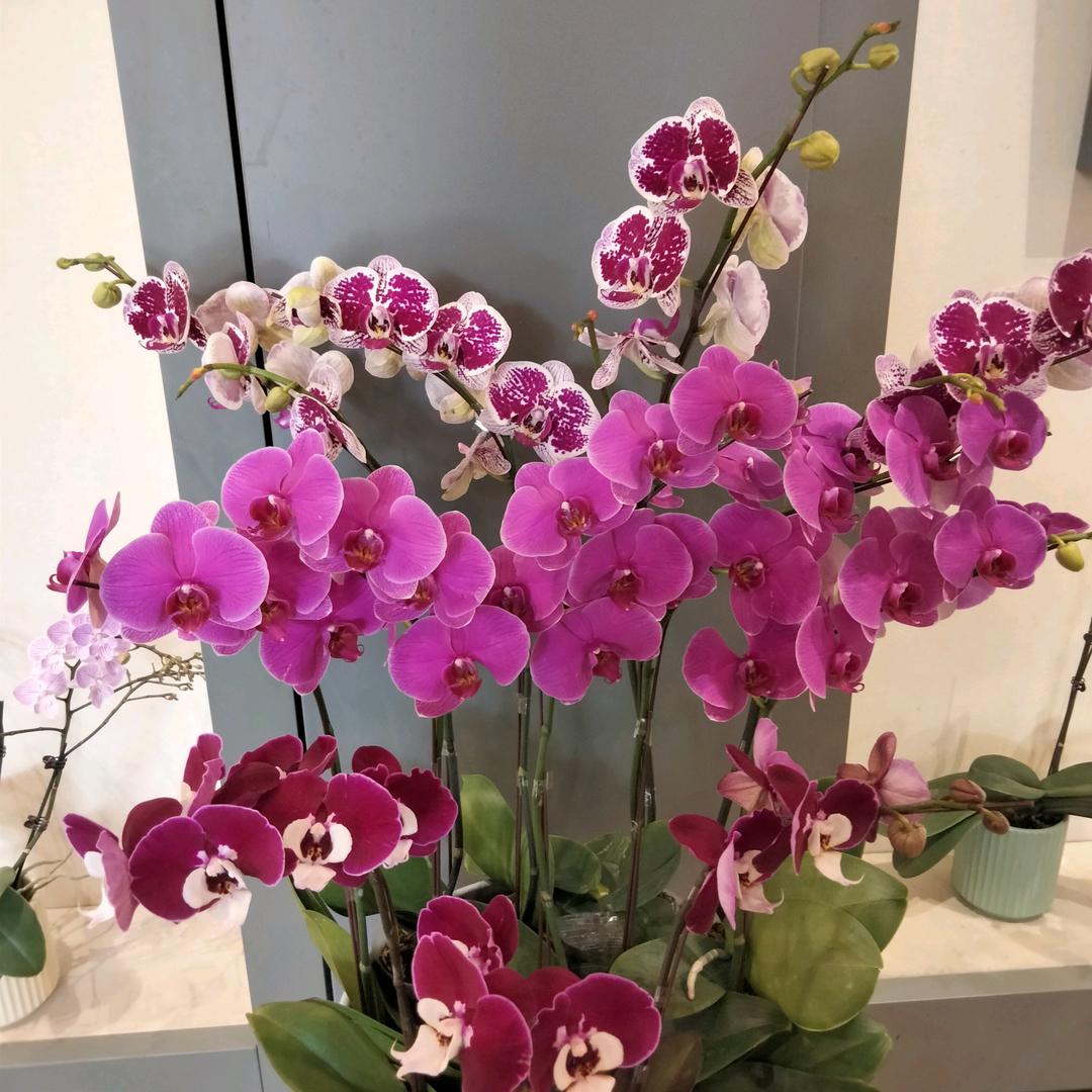爱你一生一世🌹🌹🌹🌹