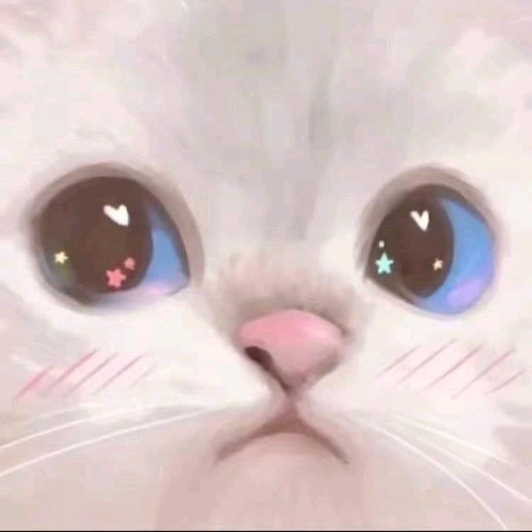 一只小岚猫