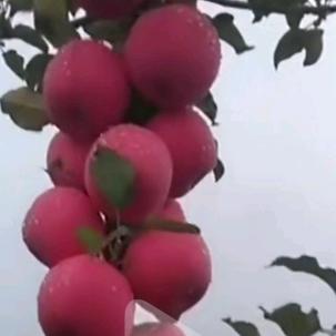 苹果哥