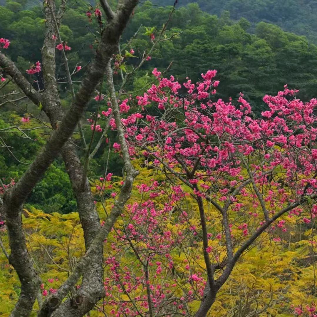 哆哆（每晚10点10分开播）