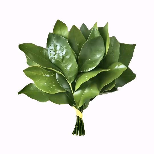🖤羽羽羽羽羽羽