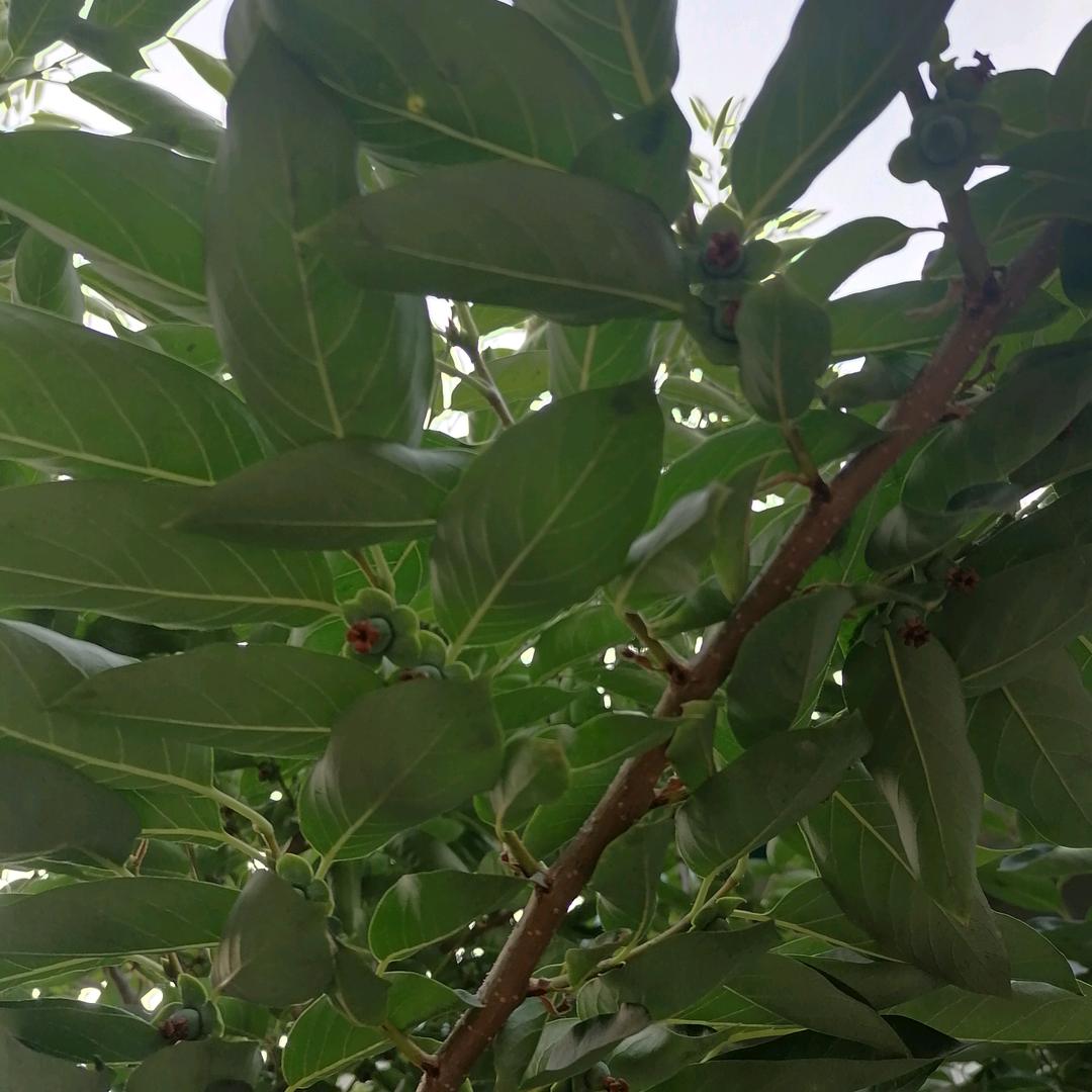 展翅高飞