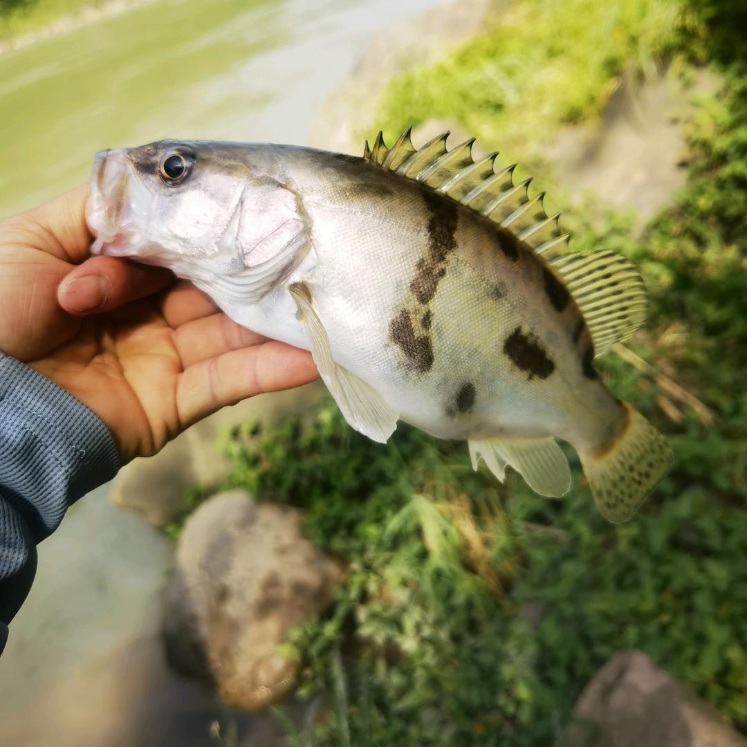 拯救溺水的鱼
