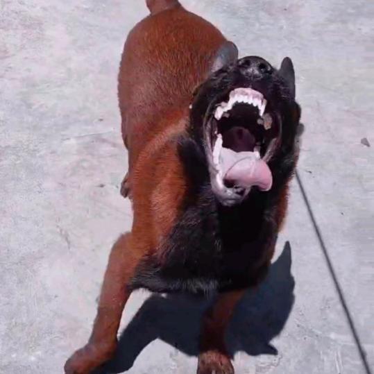 🇨🇳潍坊~牧马人🐺🏆🏆