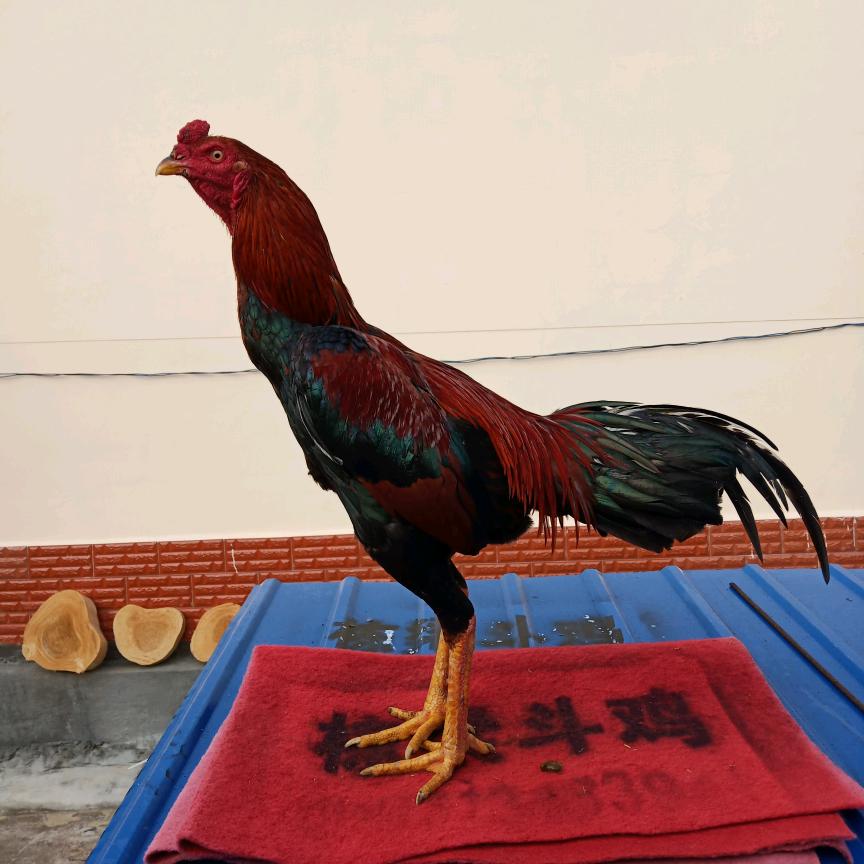 栋梁斗鸡养殖