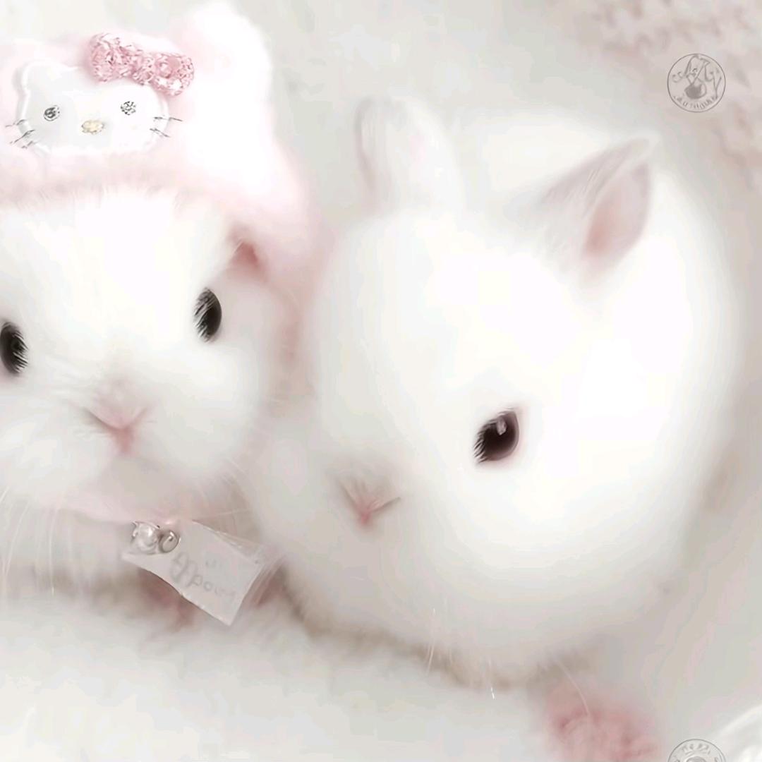 林林灵（减肥版）