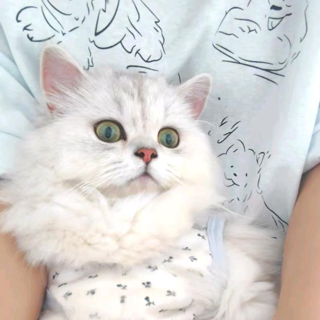 叫我圆圆