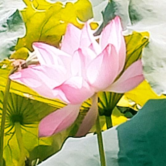 快乐天使🌷🌷🌷🌷🌻🌻