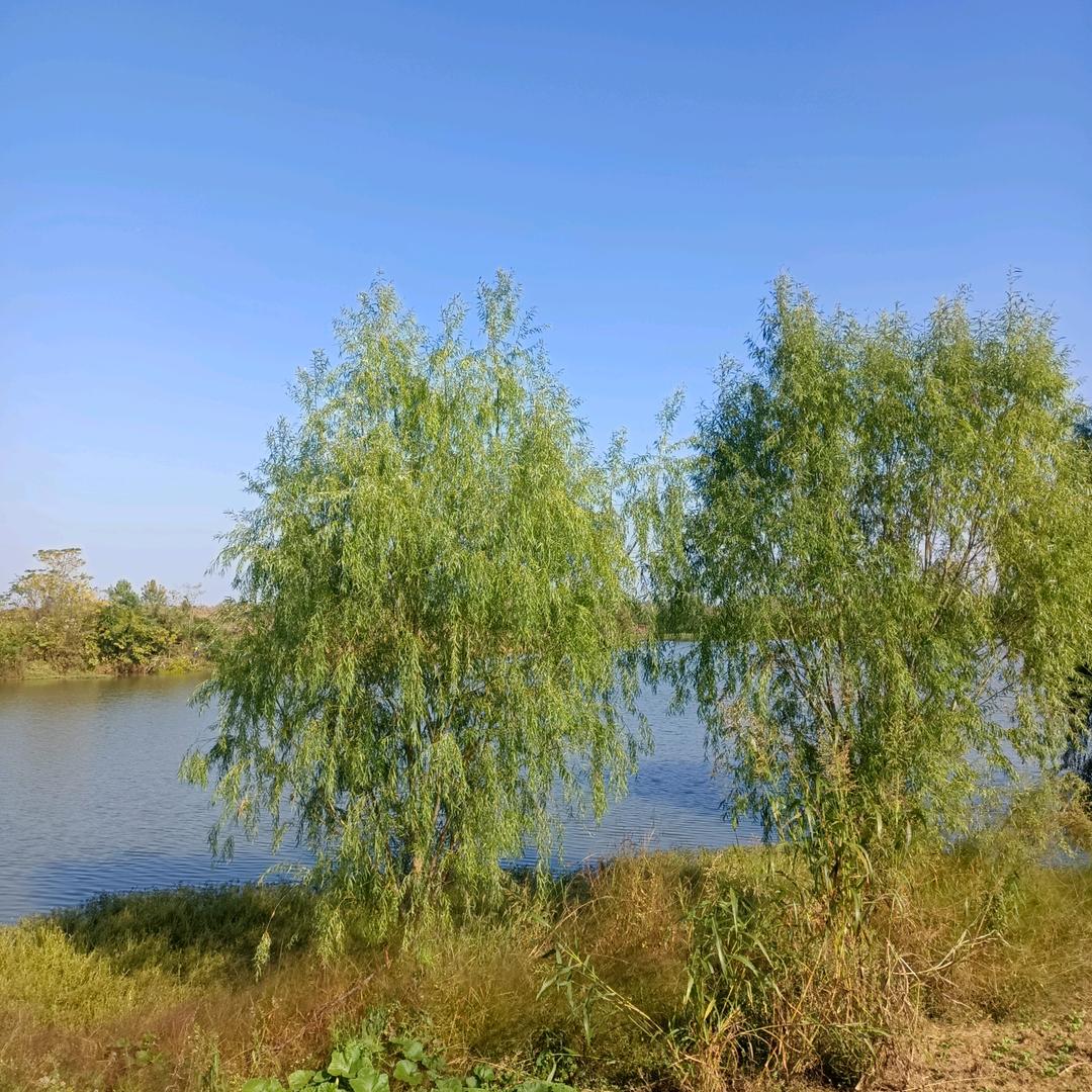风行万里