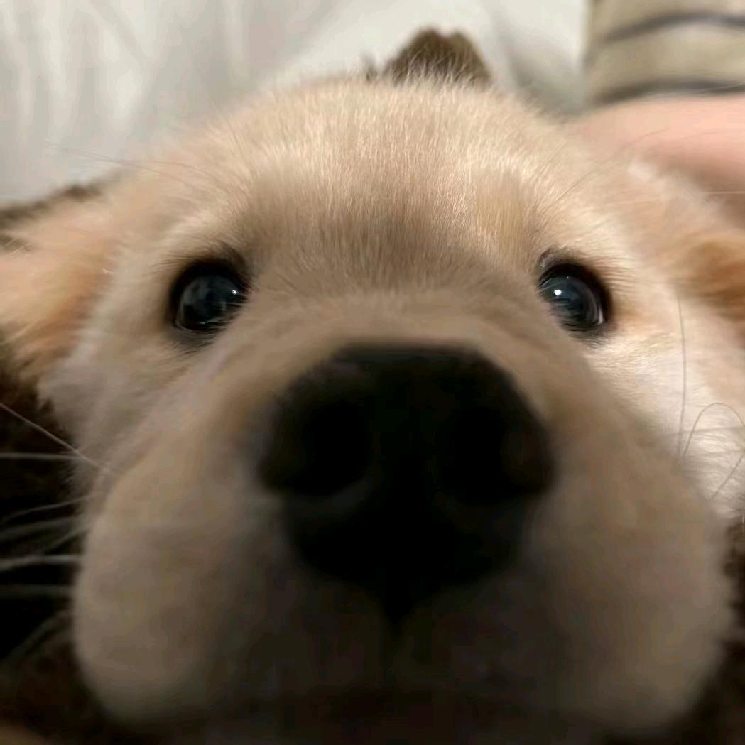 小渊