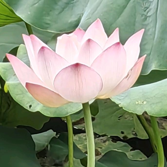小可爱♥